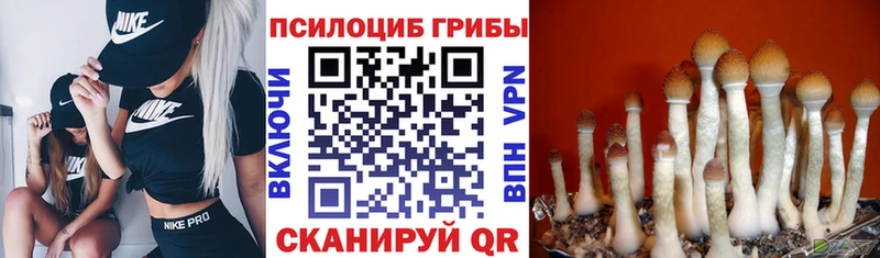 OMG зеркало  Теберда  Галлюциногенные грибы Psilocybe 